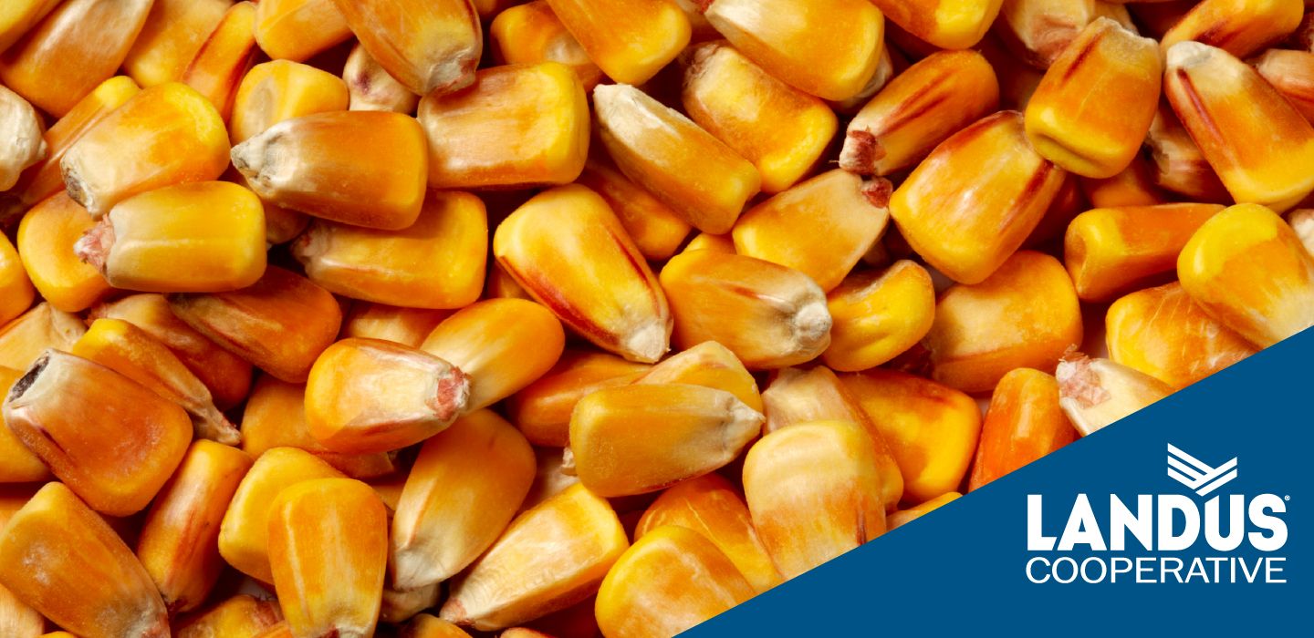 corn kernals
