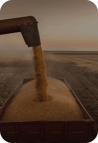 Soybean Crush